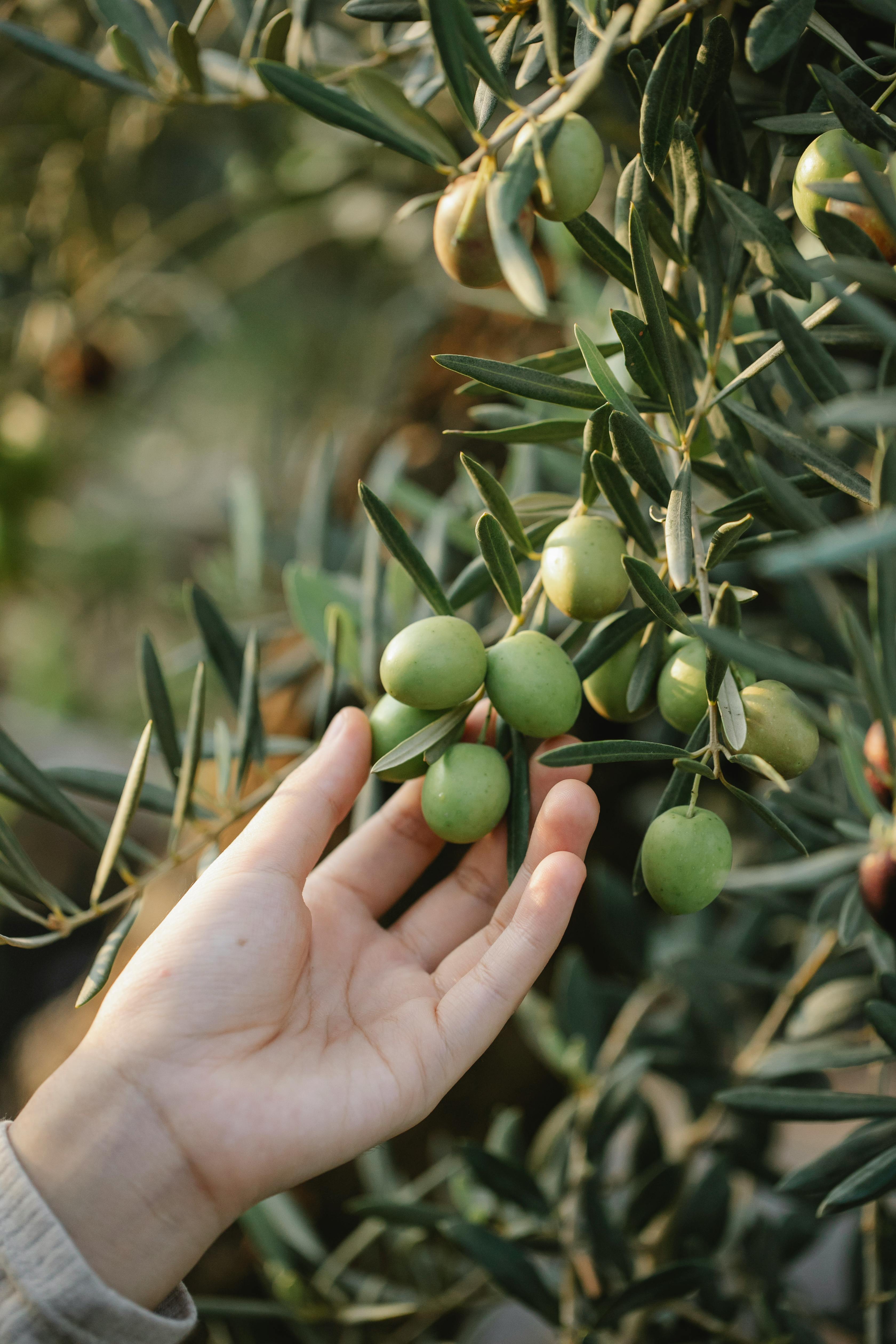 Best 5 Hills Science Diet Options for Healthy Pets in 2025