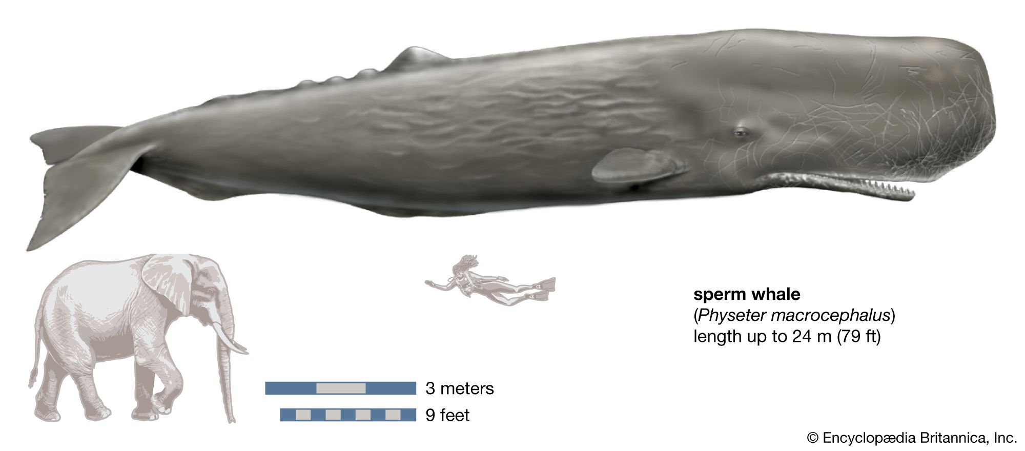 Sperm Whale Feeding