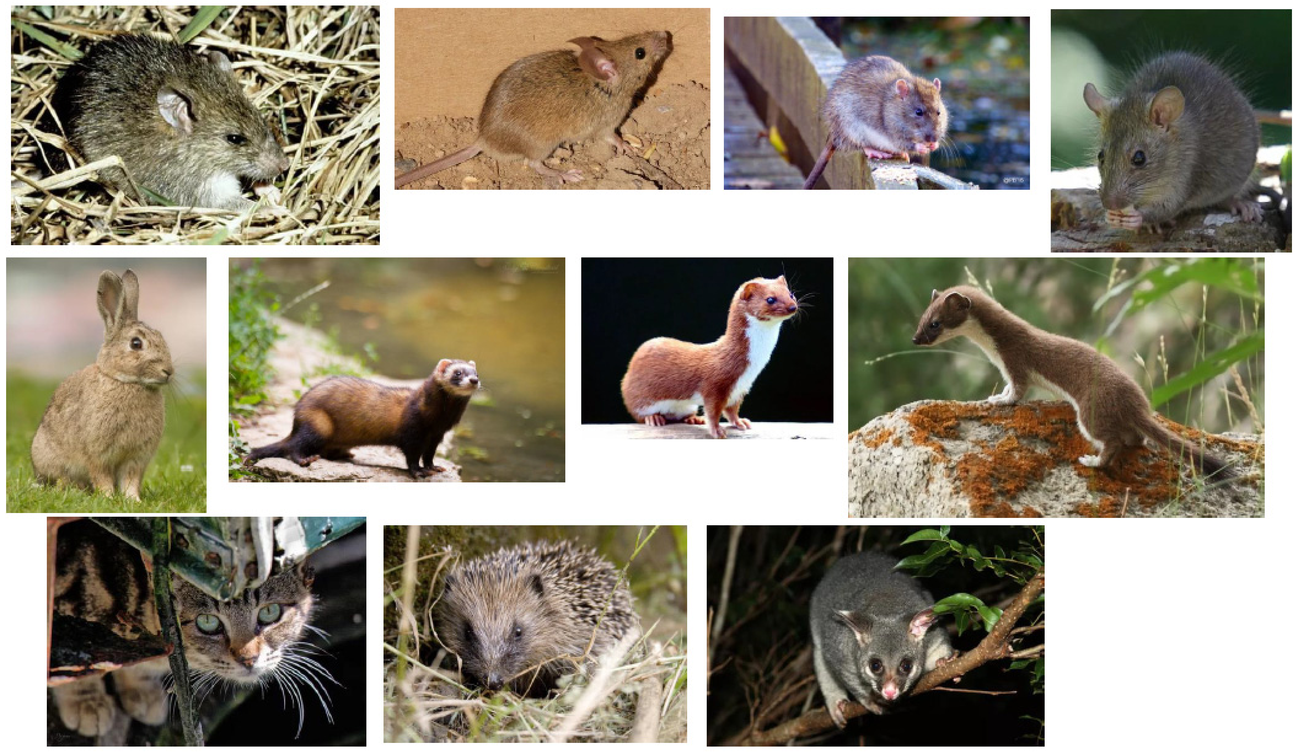 Stoat Feeding in Habitat