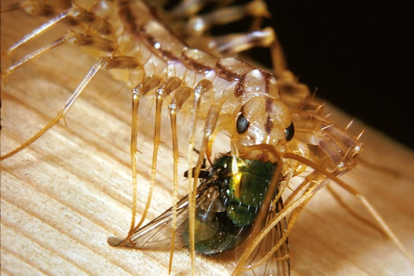 House Centipede Diet - Image 1