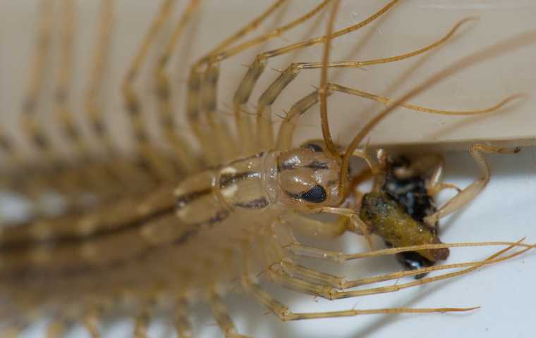 House Centipede Diet - Image 2