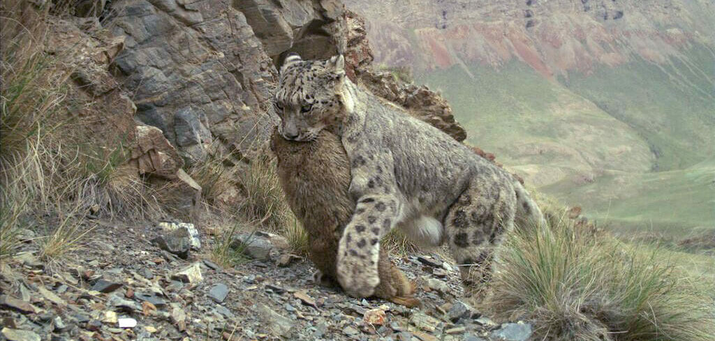 Snow Leopard in Its Habitat