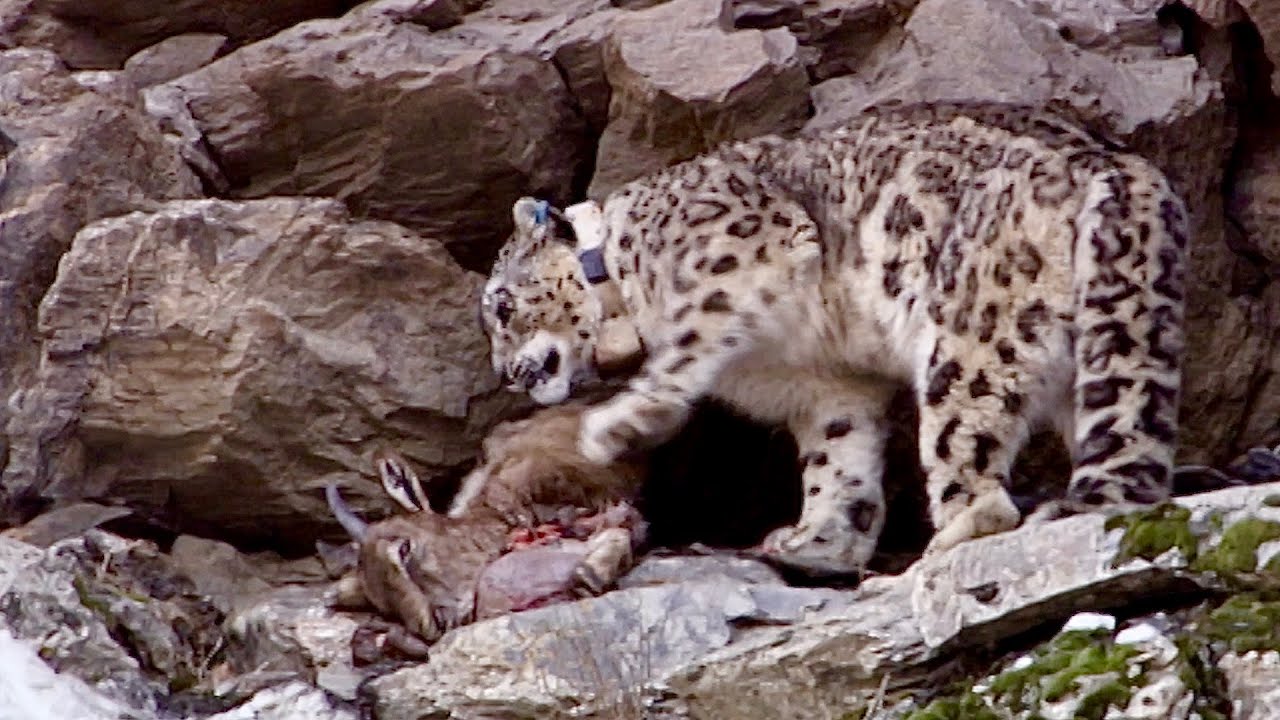 Snow Leopard Hunting Techniques