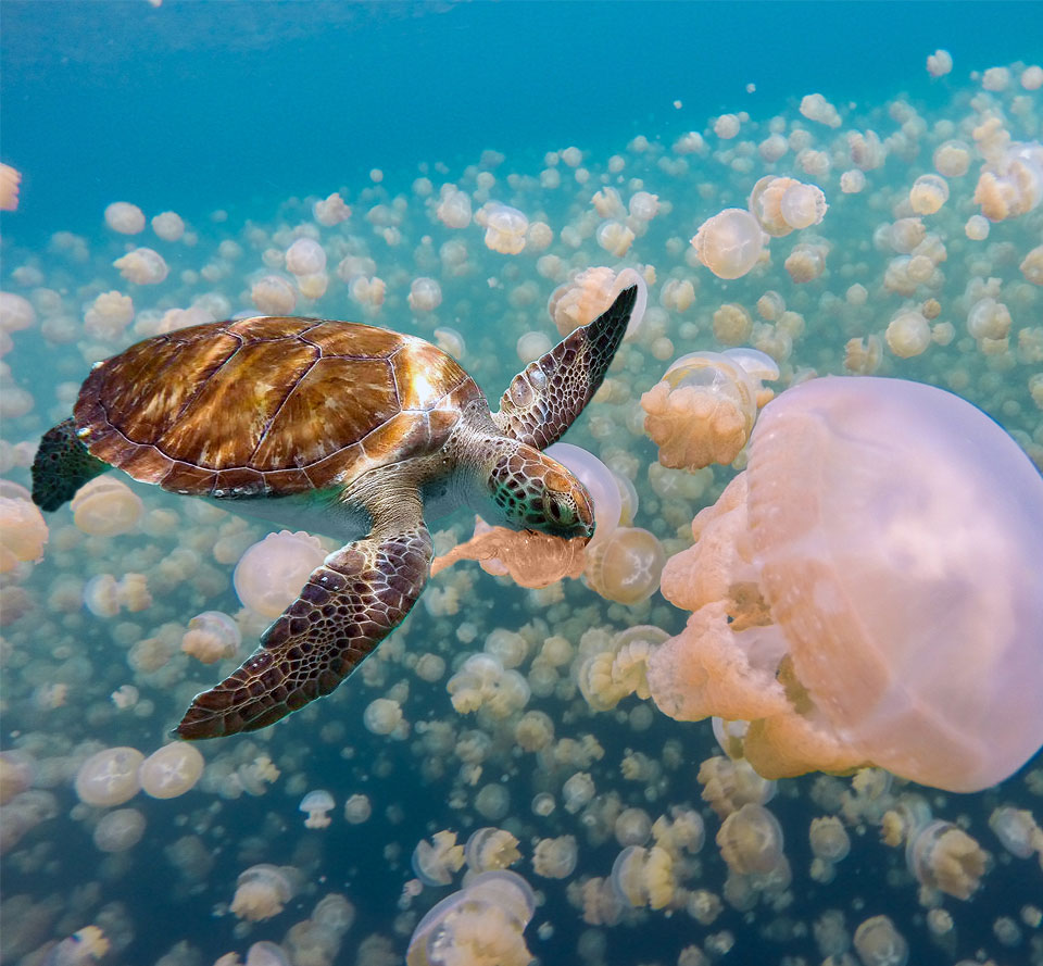 Sea Turtle Foraging in the Ocean