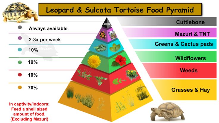 Sulcata Tortoise Eating