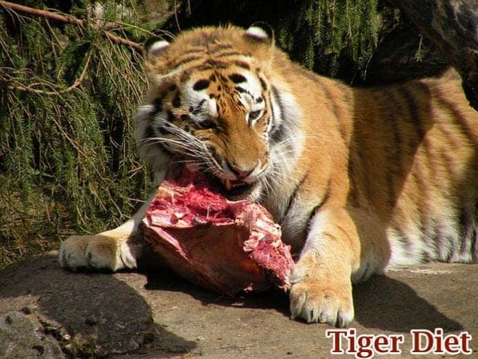 Tiger Feeding Habit