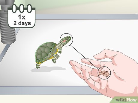 Red Eared Slider Diet