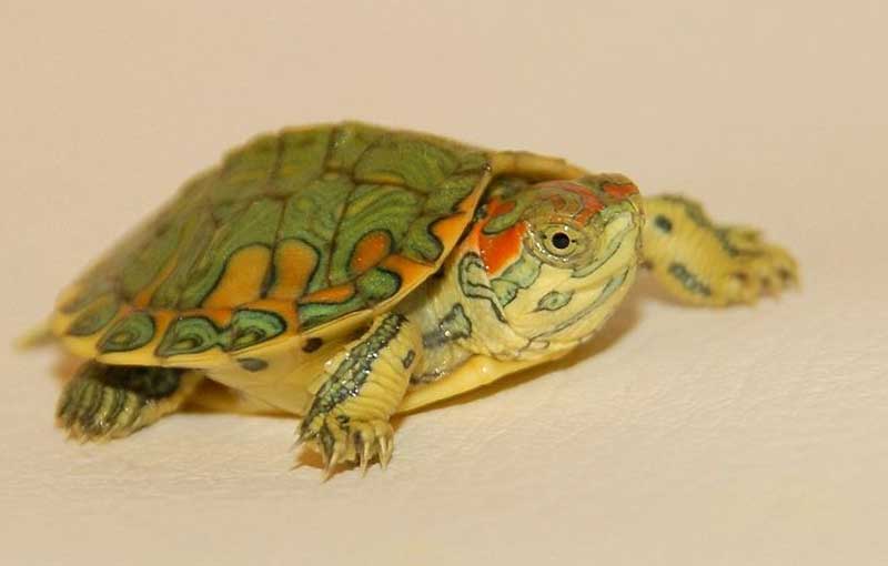 Feeding Red Eared Slider