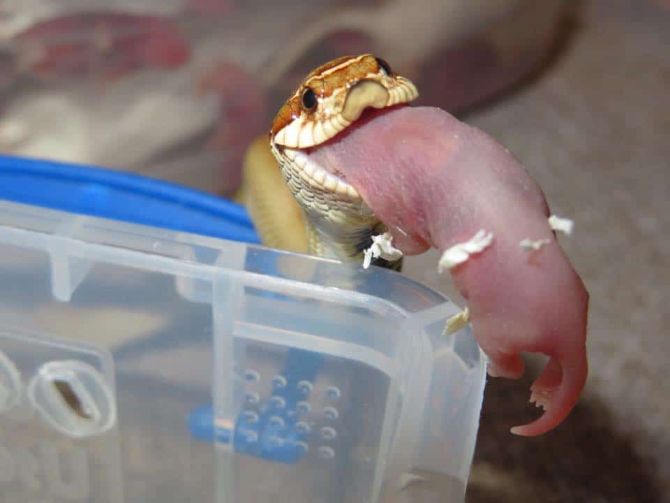 Hognose Snake Feeding