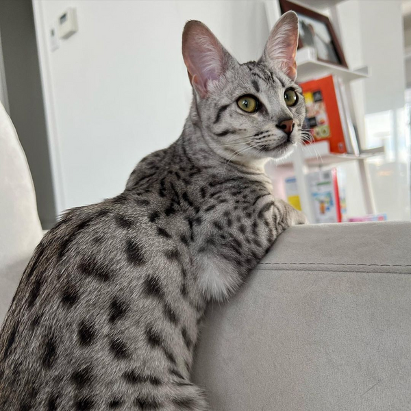 Savannah Cat Nutrition