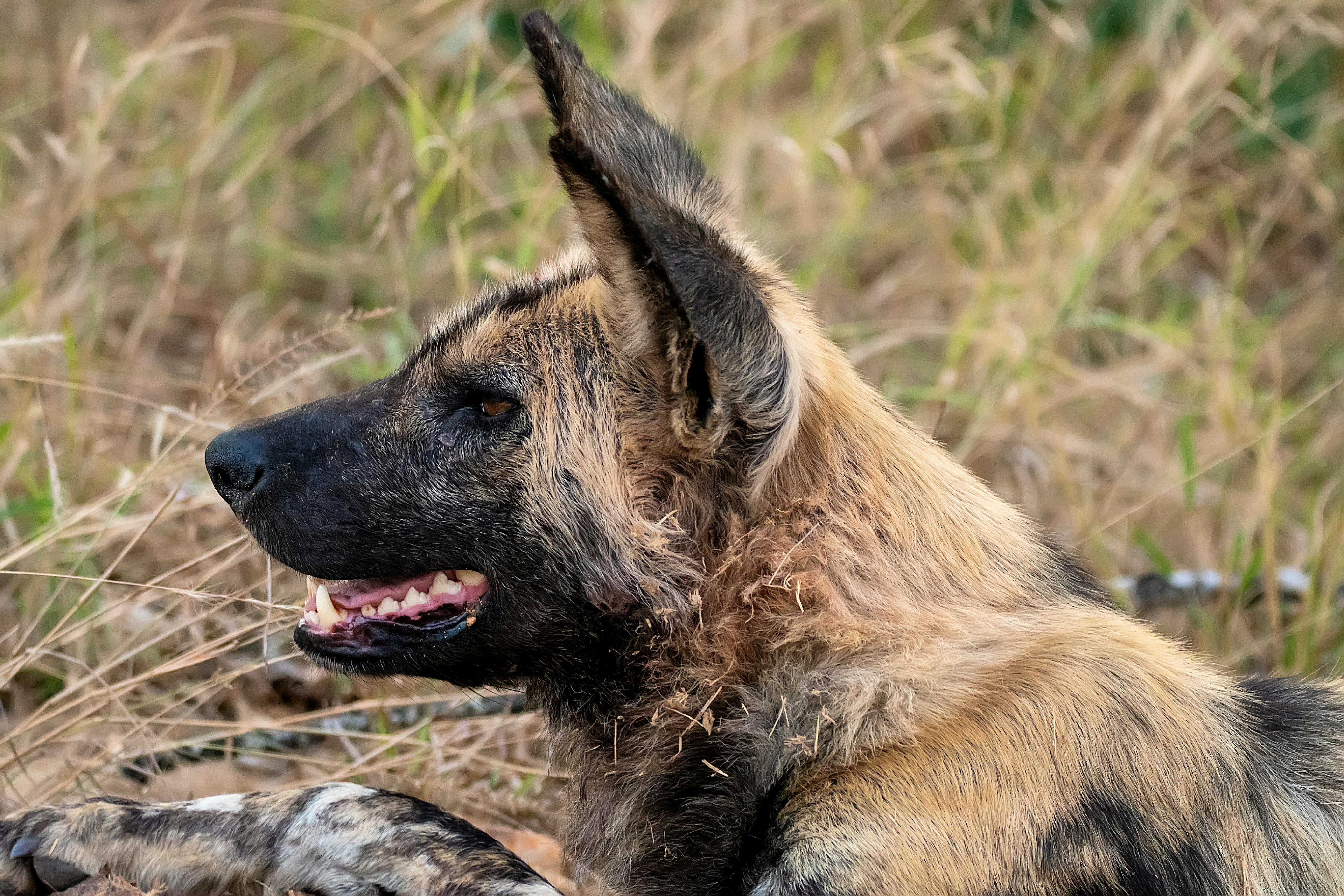 African wild dog diet