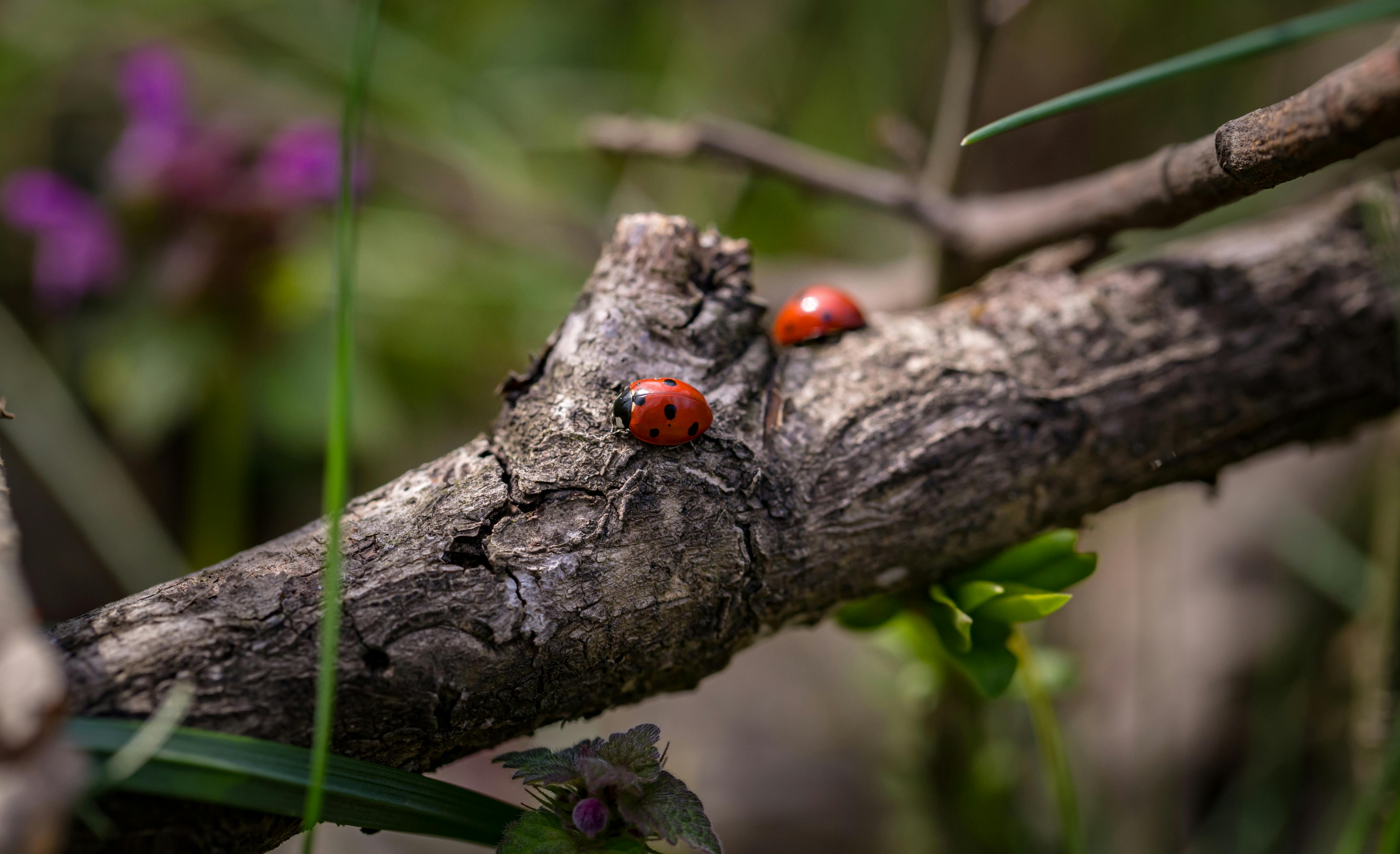 Poison Dart Frog Diet