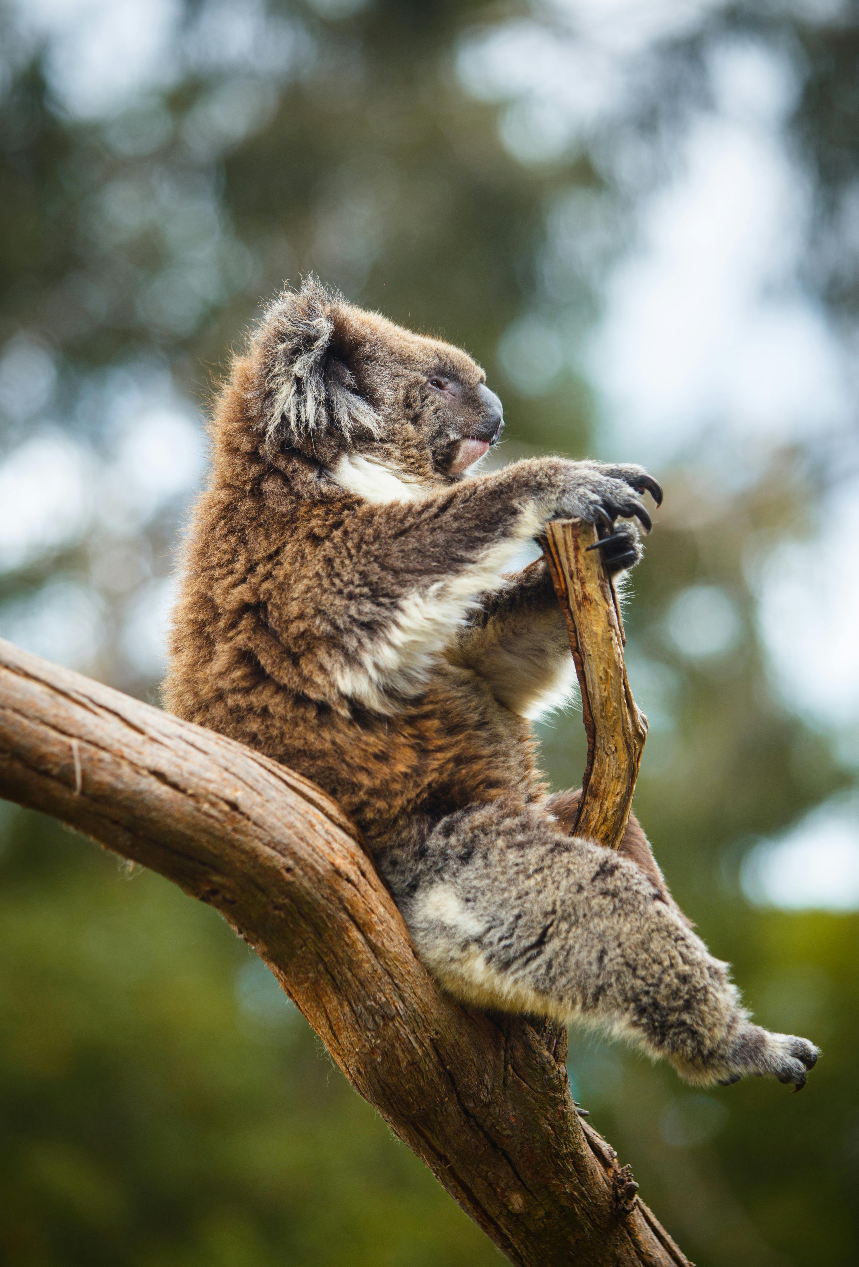 Understanding Koala Diet